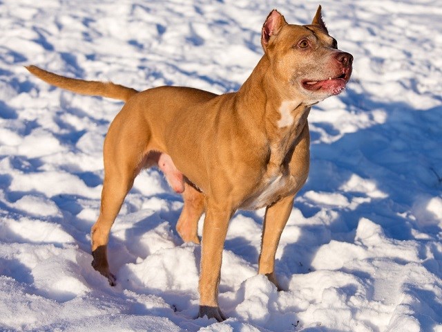 Typical American Pit Bull Terrier